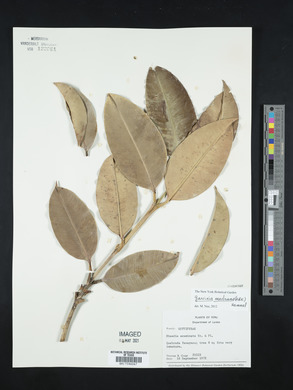 Garcinia madruno image
