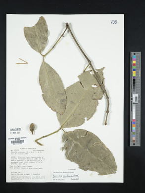Garcinia madruno image