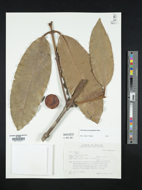 Garcinia macrophylla image