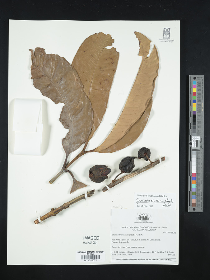 Garcinia macrophylla image