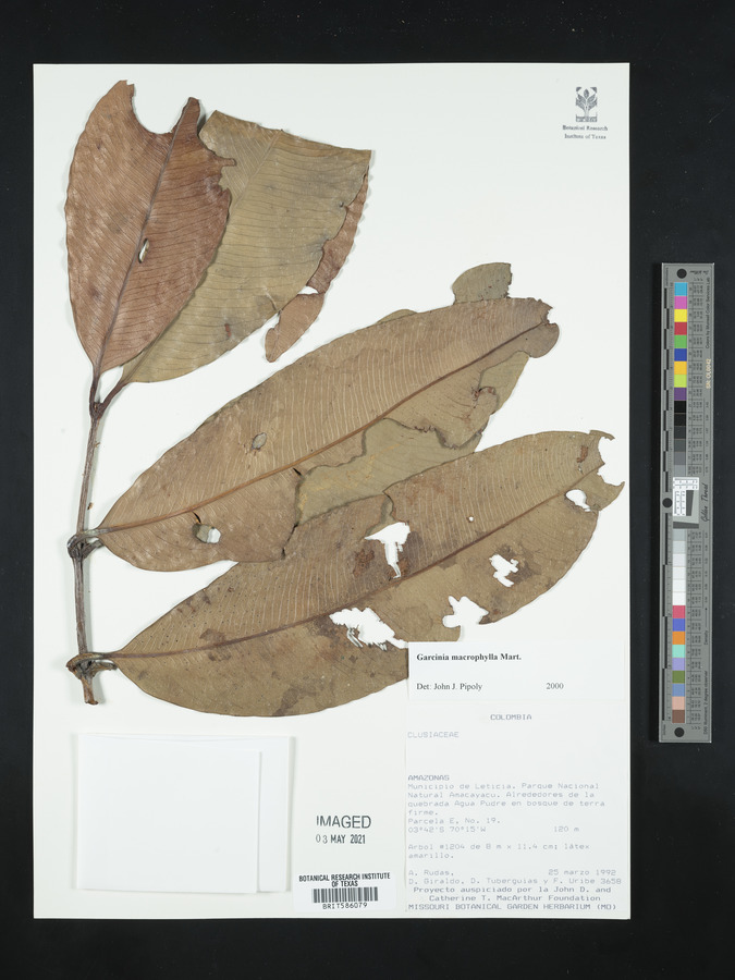 Garcinia macrophylla image
