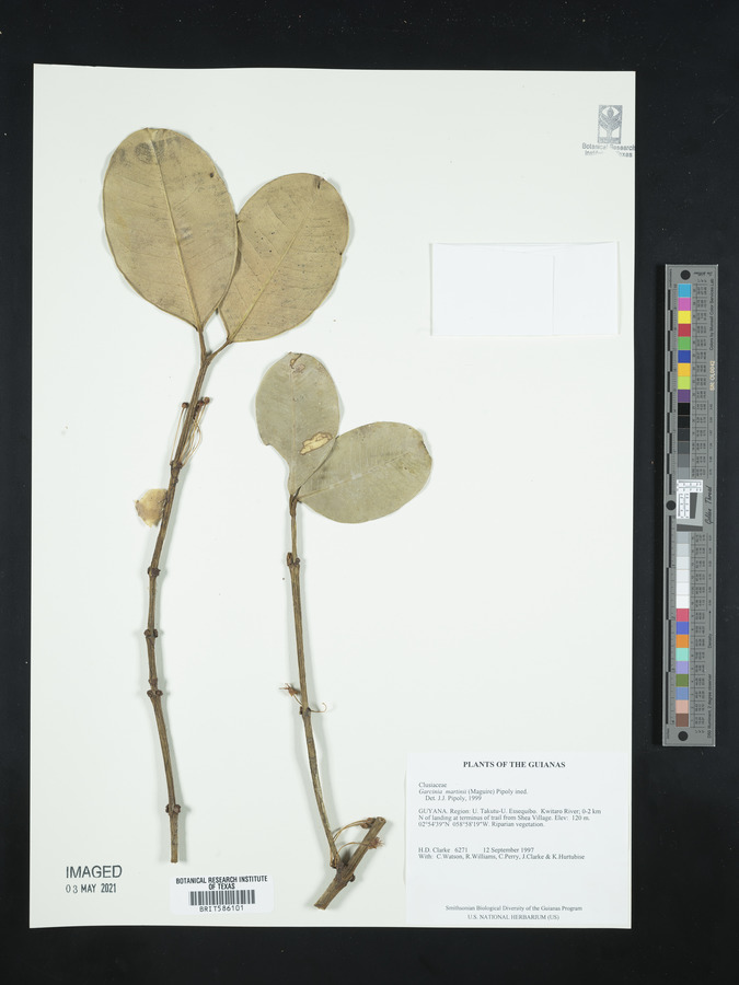 Garcinia martinii image