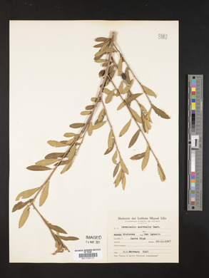 Terminalia australis image