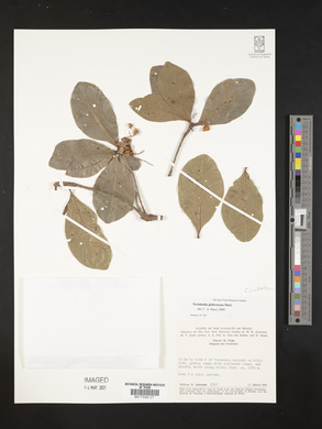 Image of Terminalia glabrescens