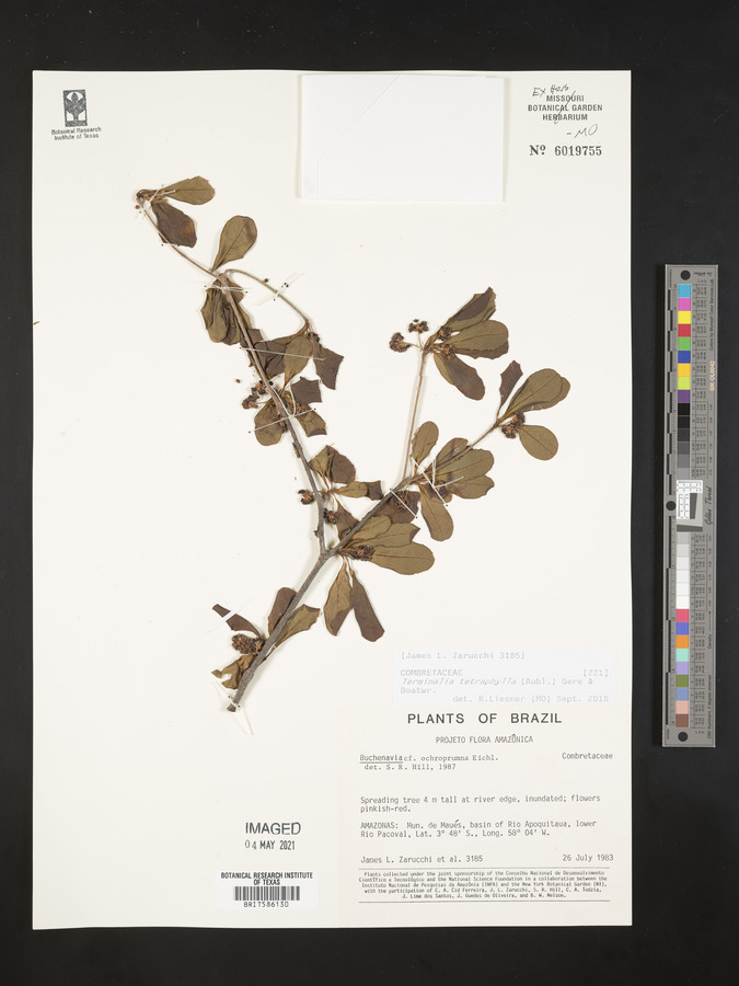 Terminalia tetraphylla image