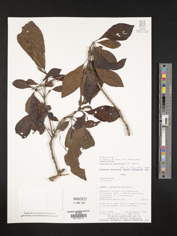 Terminalia valverdeae image