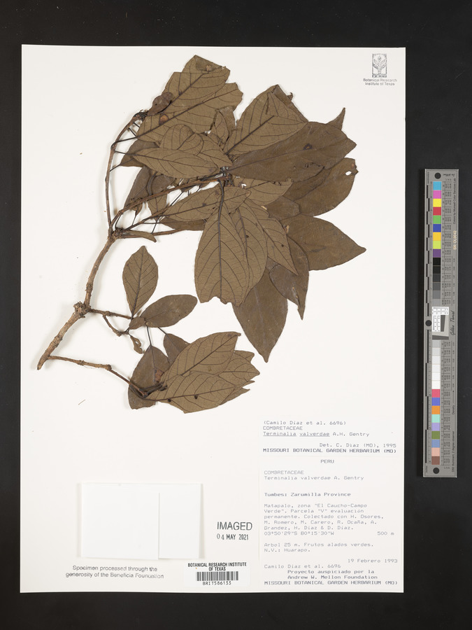 Terminalia valverdeae image