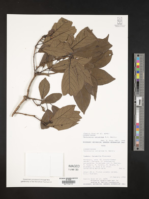 Terminalia valverdeae image