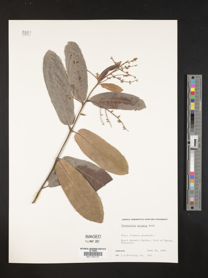 Terminalia arjuna image