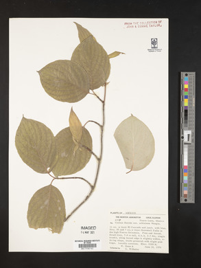 Cornus florida var. urbiniana image