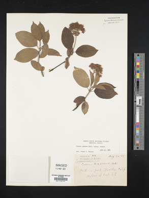 Cornus amomum subsp. amomum image