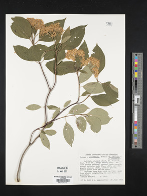 Cornus × arnoldiana image