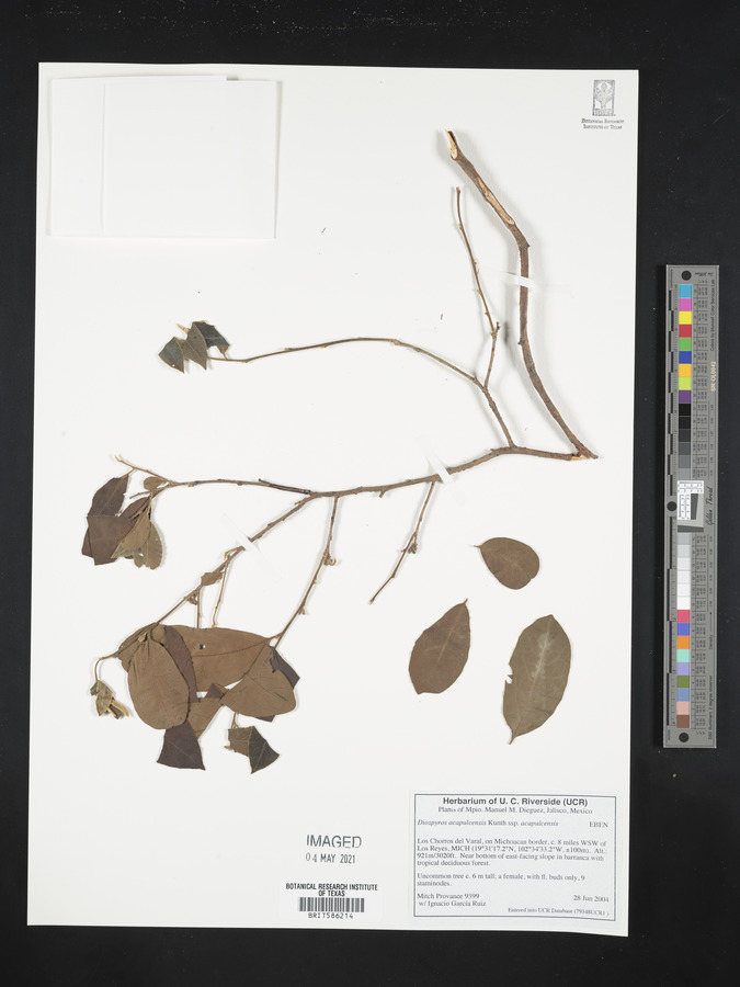 Diospyros acapulcensis subsp. acapulcensis image