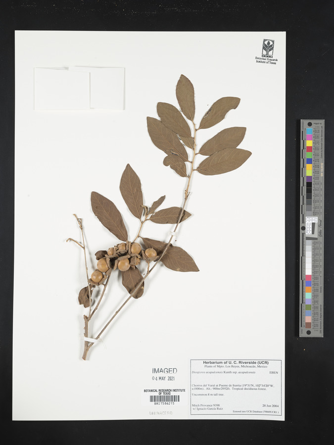 Diospyros acapulcensis subsp. acapulcensis image