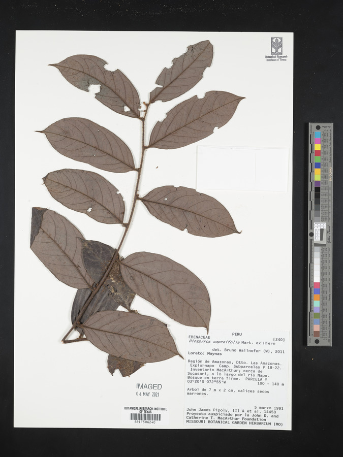 Diospyros capreifolia image