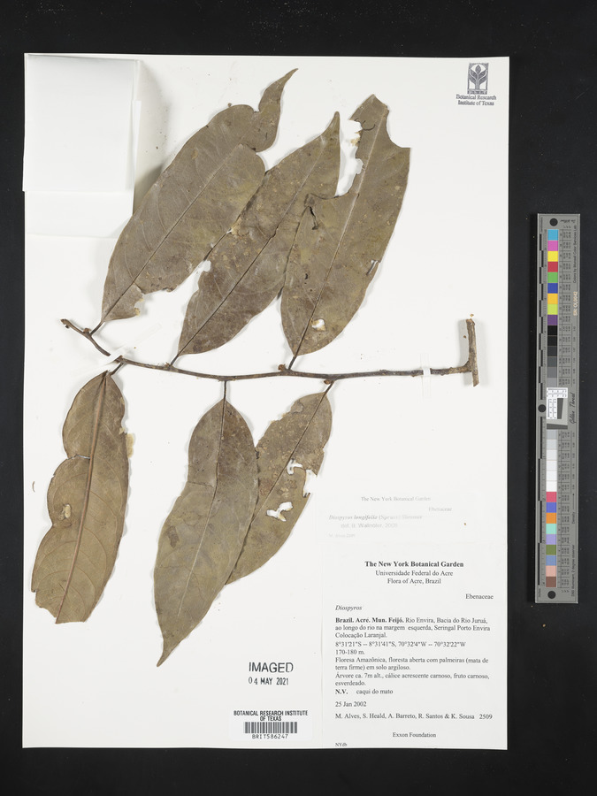 Diospyros tenuiflora image