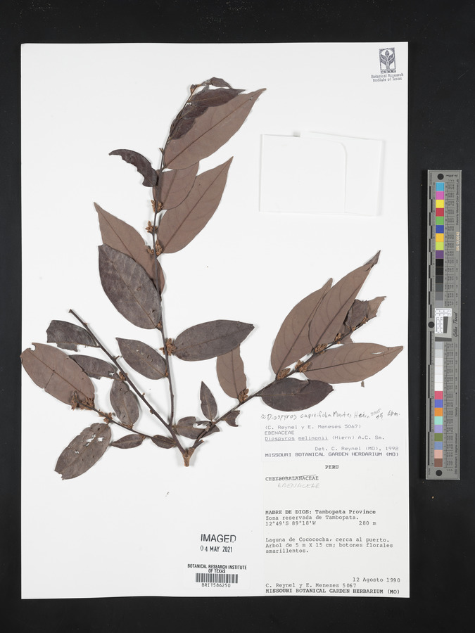 Diospyros capreifolia image