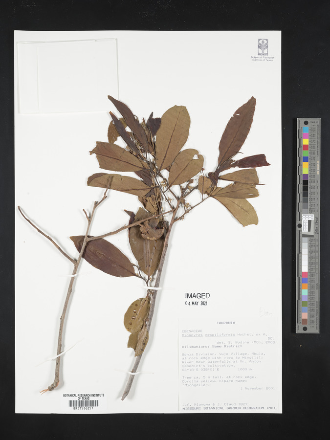 Diospyros mespiliformis image