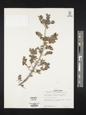 Diospyros texana image