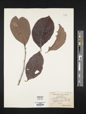 Diospyros ebenum image