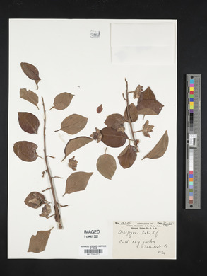 Diospyros kaki image