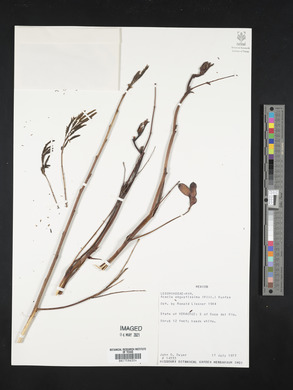Acacia angustissima image