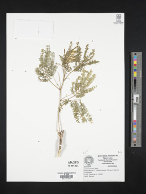 Acacia coulteri image