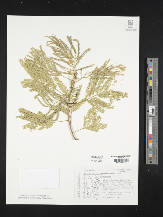 Acacia coulteri image