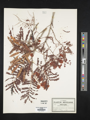 Acacia filicina image