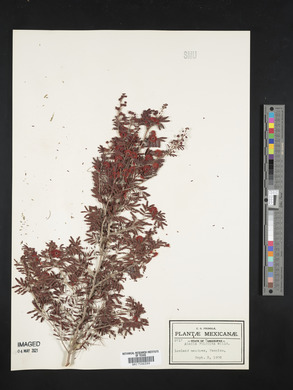 Acacia filicina image