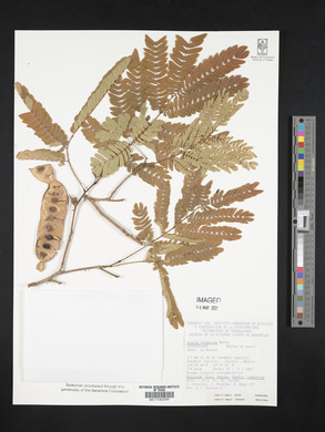 Acacia glomerosa image