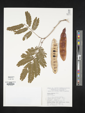 Acacia glomerosa image