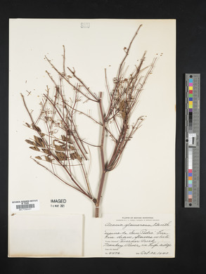 Acacia glomerosa image