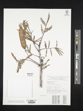 Acacia macilenta image