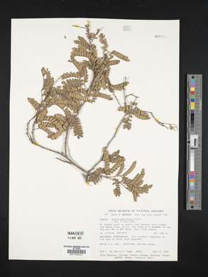 Acacia parviflora image