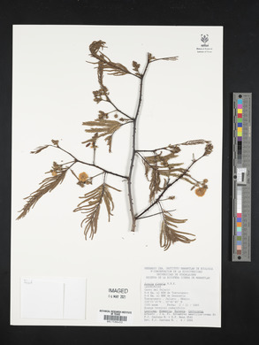 Acacia retusa image