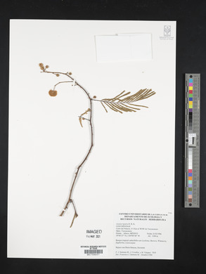 Acacia retusa image