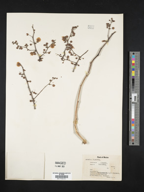 Acacia retusa image