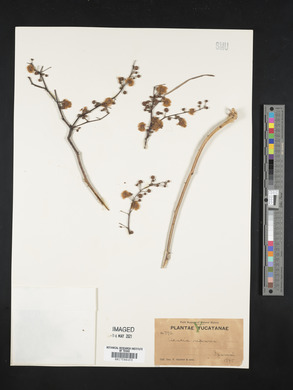 Acacia retusa image