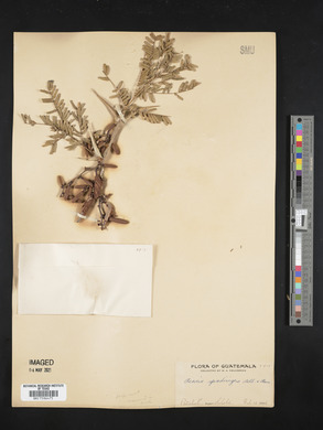Acacia collinsii image