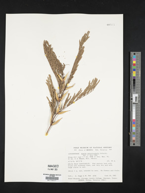 Acacia sphaerocephala image