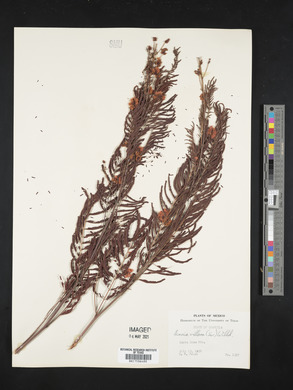 Acacia villosa image
