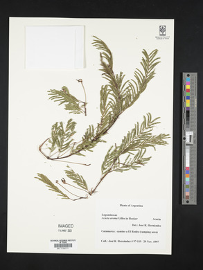 Acacia aroma image