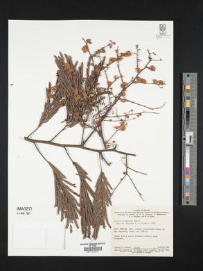 Acacia glomerosa image