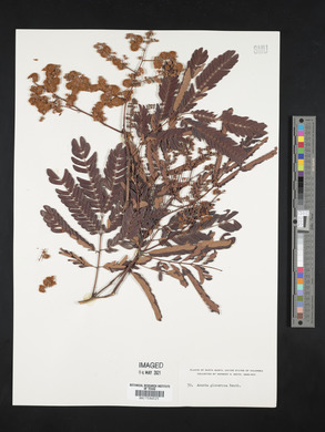 Acacia glomerosa image