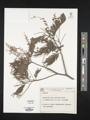 Acacia mearnsii image