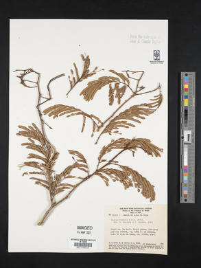 Acacia retusa image