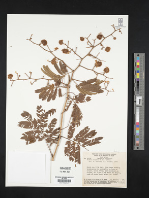 Acacia retusa image