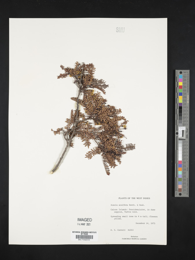 Acacia acuifera image