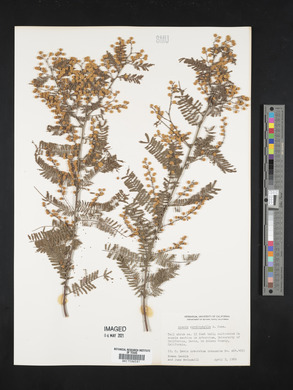 Image of Acacia cardiophylla